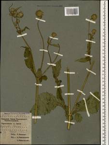 Dipsacus pilosus L., Caucasus, Krasnodar Krai & Adygea (K1a) (Russia)