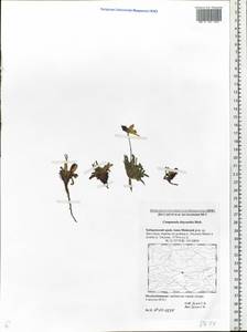 Campanula dasyantha M.Bieb., Siberia, Russian Far East (S6) (Russia)