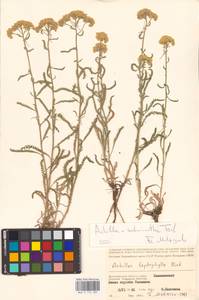 Achillea ×submicrantha Tzvelev, Eastern Europe, Lower Volga region (E9) (Russia)