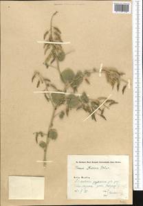 Cleome noeana subsp. noeana, Middle Asia, Pamir & Pamiro-Alai (M2) (Tajikistan)