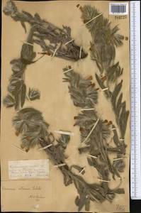 Onosma dichroantha Boiss., Middle Asia, Dzungarian Alatau & Tarbagatai (M5) (Kazakhstan)