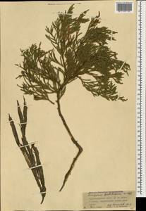 Juniperus foetidissima Willd., Caucasus, Krasnodar Krai & Adygea (K1a) (Russia)