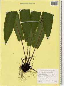 Asplenium scolopendrium subsp. scolopendrium, Caucasus, Krasnodar Krai & Adygea (K1a) (Russia)