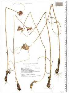 Allium paniculatum L., Crimea (KRYM) (Russia)