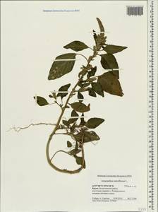 Amaranthus retroflexus L., Crimea (KRYM) (Russia)