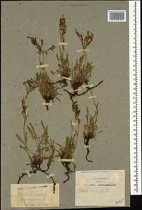 Rumex acetosella L., Caucasus, Armenia (K5) (Armenia)
