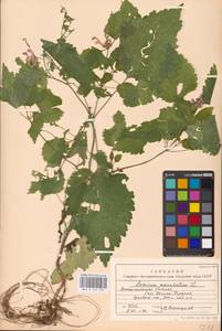 MHA 0 154 539, Lamium maculatum (L.) L., Eastern Europe, West Ukrainian region (E13) (Ukraine)