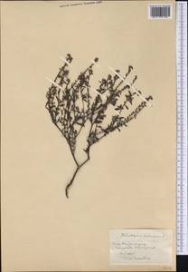 Euploca fruticosa (L.) J.I.M.Melo & Semir, America (AMER) (Cuba)