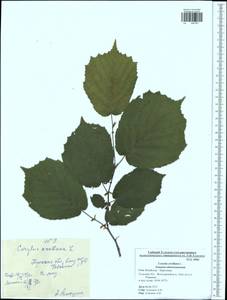 Corylus avellana L., Eastern Europe, Central region (E4) (Russia)