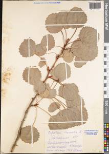 Populus tremula L., Eastern Europe, Moscow region (E4a) (Russia)