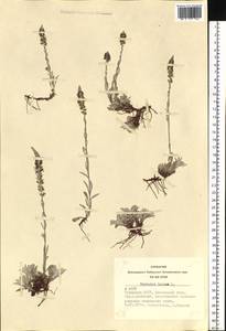 Veronica incana L., Siberia, Altai & Sayany Mountains (S2) (Russia)