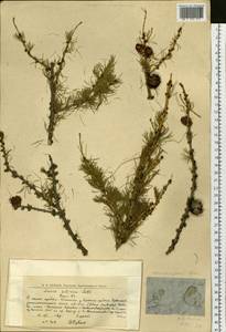 Larix sibirica Ledeb., Siberia, Western Siberia (S1) (Russia)