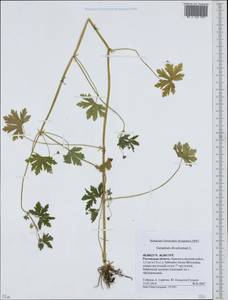 Geranium divaricatum Ehrh., Eastern Europe, Rostov Oblast (E12a) (Russia)