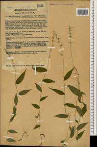 Oplismenus undulatifolius (Ard.) Roem. & Schult., Caucasus, Abkhazia (K4a) (Abkhazia)