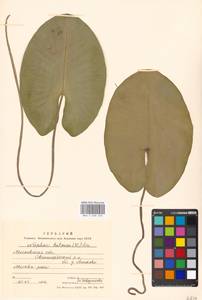 Nuphar lutea (L.) Sm., Eastern Europe, Moscow region (E4a) (Russia)