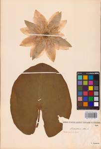 Nymphaea alba L., Eastern Europe, Lower Volga region (E9) (Russia)