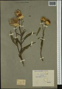 Xerochrysum bracteatum (Vent.) Tzvelev, Australia & Oceania (AUSTR) (Russia)