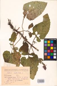 MHA 0 156 473, Salvia verticillata L., Eastern Europe, Central forest-and-steppe region (E6) (Russia)