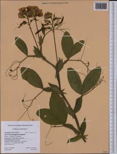 Lathyrus odoratus L., Western Europe (EUR) (United Kingdom)