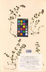 MHA 0 157 448, Thymus pulegioides L., Eastern Europe, Central region (E4) (Russia)