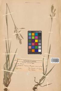 Bromus inermis Leyss., Siberia, Russian Far East (S6) (Russia)