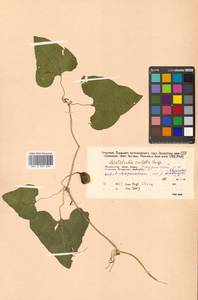 Aristolochia contorta Bunge, Siberia, Russian Far East (S6) (Russia)
