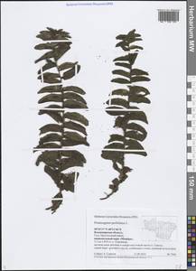 Potamogeton perfoliatus L., Eastern Europe, Central region (E4) (Russia)