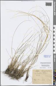 Stipa tirsa Steven, Eastern Europe, Central forest-and-steppe region (E6) (Russia)