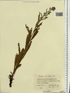 Cynoglottis barrelieri (All.) Vural & Kit Tan, Eastern Europe, South Ukrainian region (E12) (Ukraine)