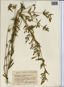 Gentianella amarella (L.) Börner, Middle Asia, Northern & Central Kazakhstan (M10) (Kazakhstan)