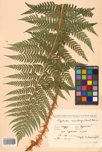 Polystichum microchlamys (Christ) Matsum., Siberia, Russian Far East (S6) (Russia)