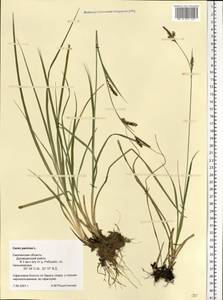 Carex panicea L., Eastern Europe, Western region (E3) (Russia)