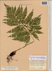 Dryopteris dilatata subsp. dilatata, Caucasus, Stavropol Krai, Karachay-Cherkessia & Kabardino-Balkaria (K1b) (Russia)