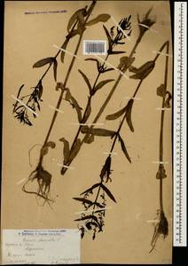Veronica anagallis-aquatica L., Caucasus, Armenia (K5) (Armenia)