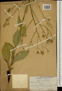 Crepis pannonica (Jacq.) K. Koch, Caucasus, Armenia (K5) (Armenia)