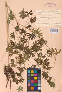 Geranium sanguineum L., Eastern Europe, Eastern region (E10) (Russia)