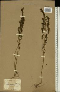 Odontites vulgaris Moench, Eastern Europe, North Ukrainian region (E11) (Ukraine)