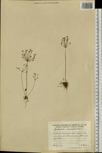 Androsace septentrionalis L., Siberia, Russian Far East (S6) (Russia)
