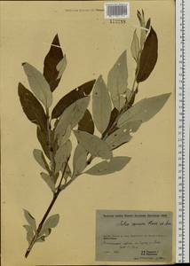 Salix alaxensis (Andersson) Coville, Siberia, Yakutia (S5) (Russia)