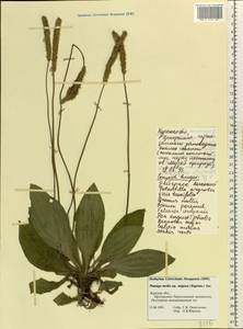 Plantago media L., Eastern Europe, Central forest-and-steppe region (E6) (Russia)