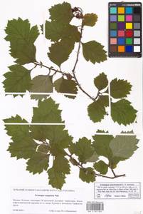 Crataegus maximowiczii C. K. Schneid., Eastern Europe, Moscow region (E4a) (Russia)