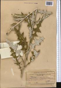 Echinops, Middle Asia, Western Tian Shan & Karatau (M3) (Kazakhstan)