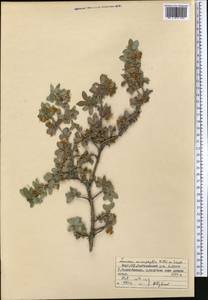 Lonicera microphylla Willd. ex Roem. & Schult., Middle Asia, Northern & Central Tian Shan (M4) (Kyrgyzstan)
