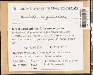 Barbula unguiculata Hedw., Bryophytes, Bryophytes - North Caucasus & Ciscaucasia (B12) (Russia)