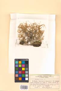 Sedum acre L., Eastern Europe, Moscow region (E4a) (Russia)