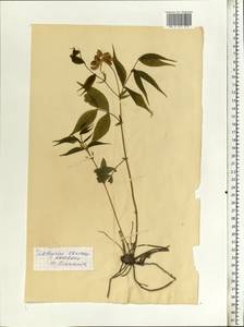 Lathyrus vernus (L.) Bernh., Eastern Europe, Northern region (E1) (Russia)