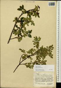 Rosa koreana f. roseopetala Gorovoj & Pankov, Siberia, Russian Far East (S6) (Russia)