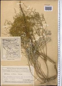 Artemisia santolina Schrenk, Middle Asia, Muyunkumy, Balkhash & Betpak-Dala (M9) (Kazakhstan)