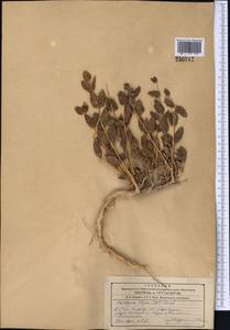 Moluccella olgae (Regel) Ryding, Middle Asia, Western Tian Shan & Karatau (M3) (Uzbekistan)