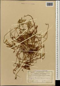 Sedum pallidum M. Bieb., Caucasus, Azerbaijan (K6) (Azerbaijan)